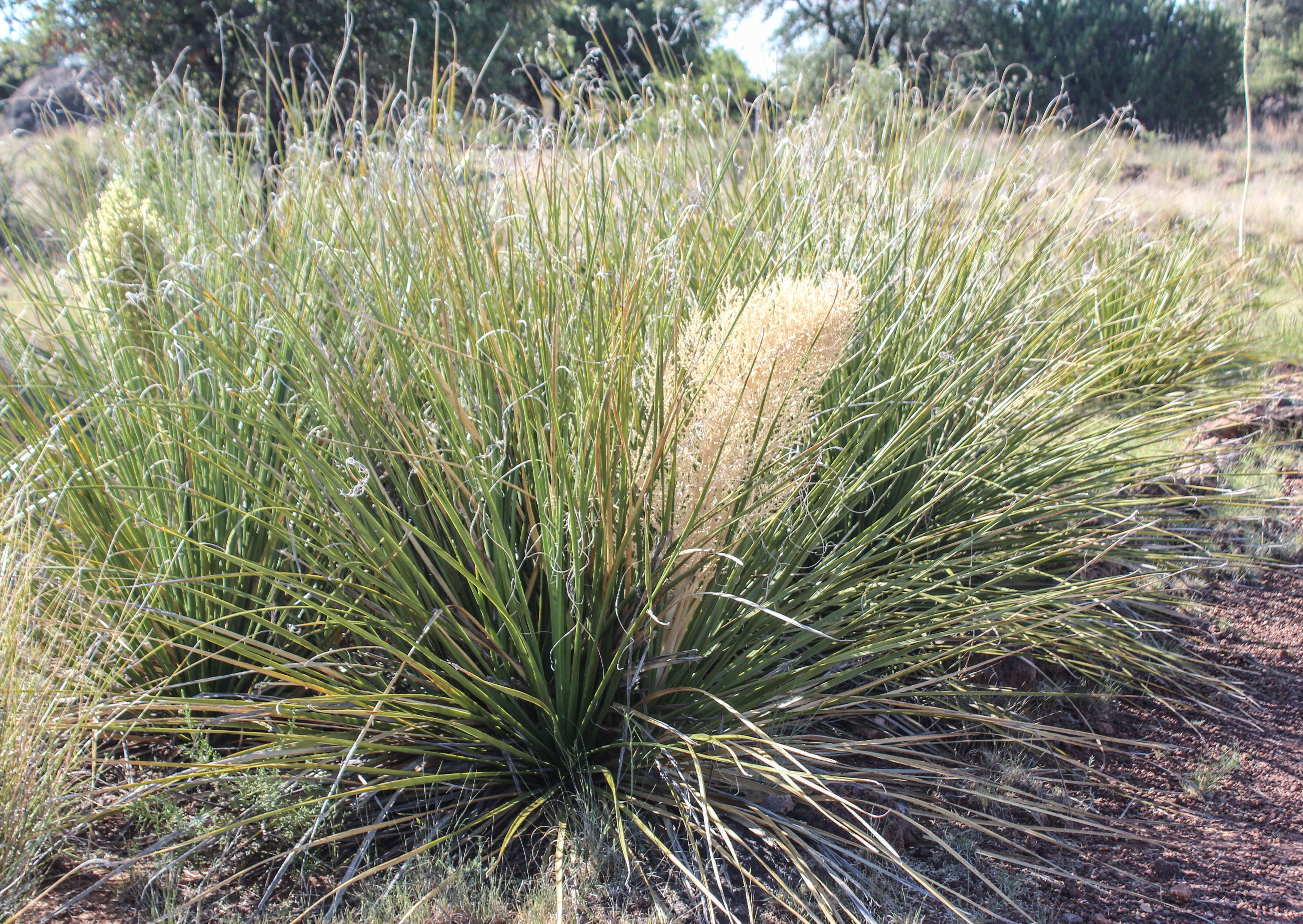 Image of beargrass