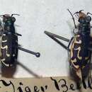 Image of Oblique-lined Tiger Beetle