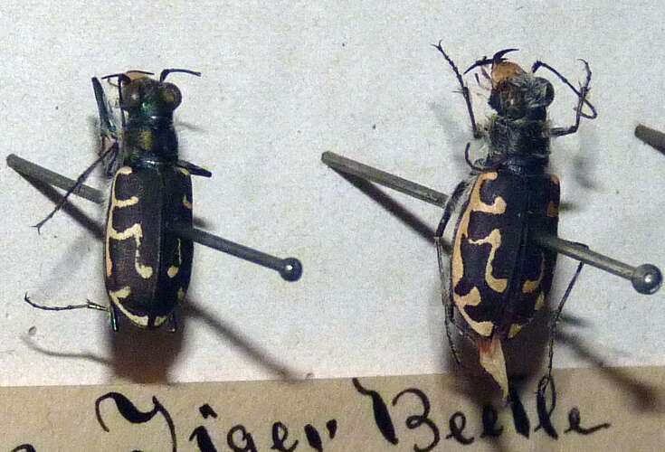 Image of tiger beetles