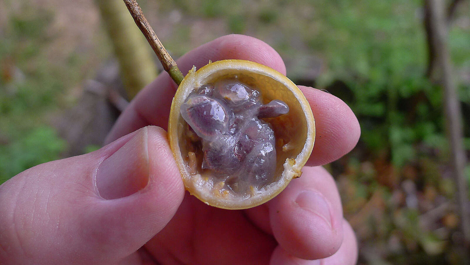 Image of Passiflora cacao Bernacci & M. M. Souza