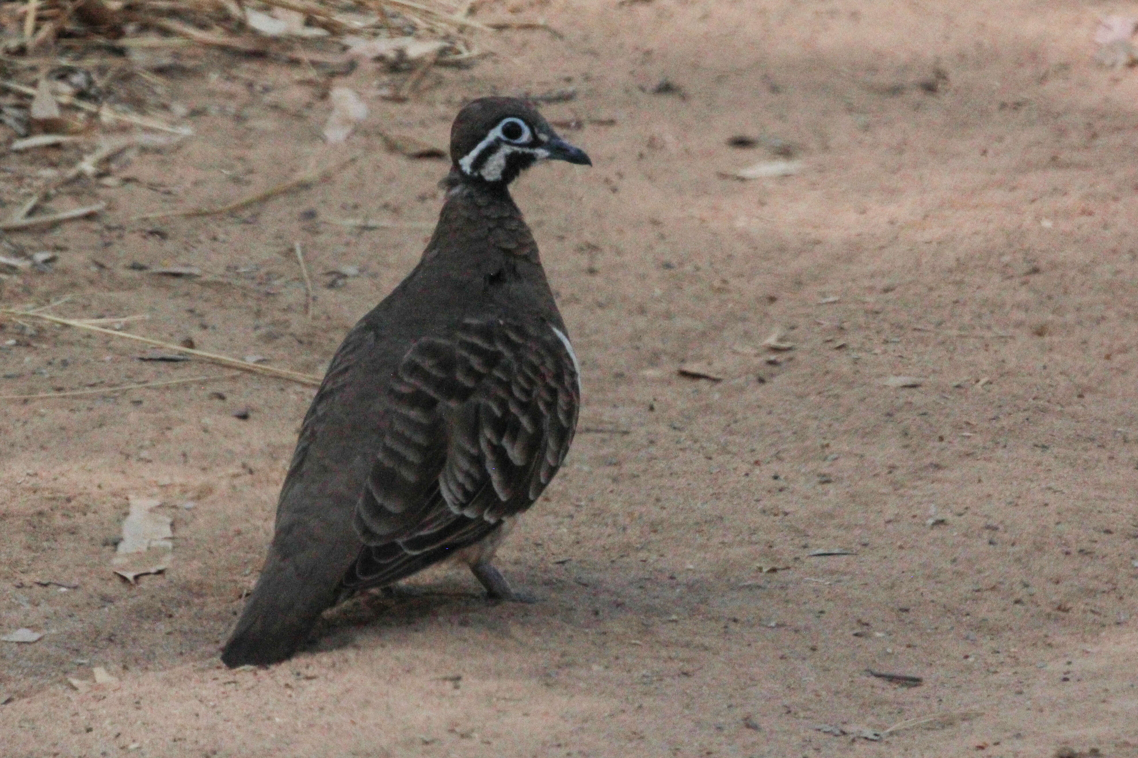 Image of Bronzewings