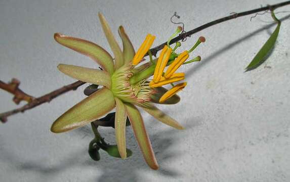Слика од Passiflora contracta Vitta
