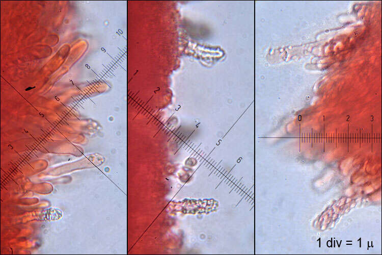 Image of Steccherinum