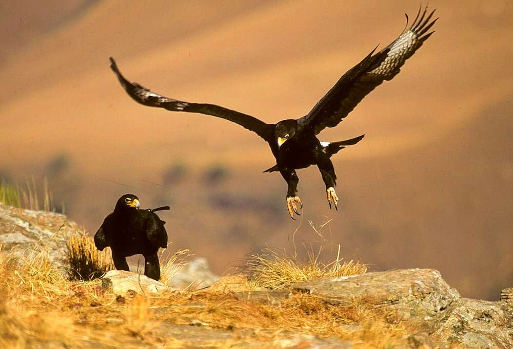 Black Eagle - Encyclopedia of Life