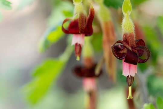 Image of Sierra gooseberry