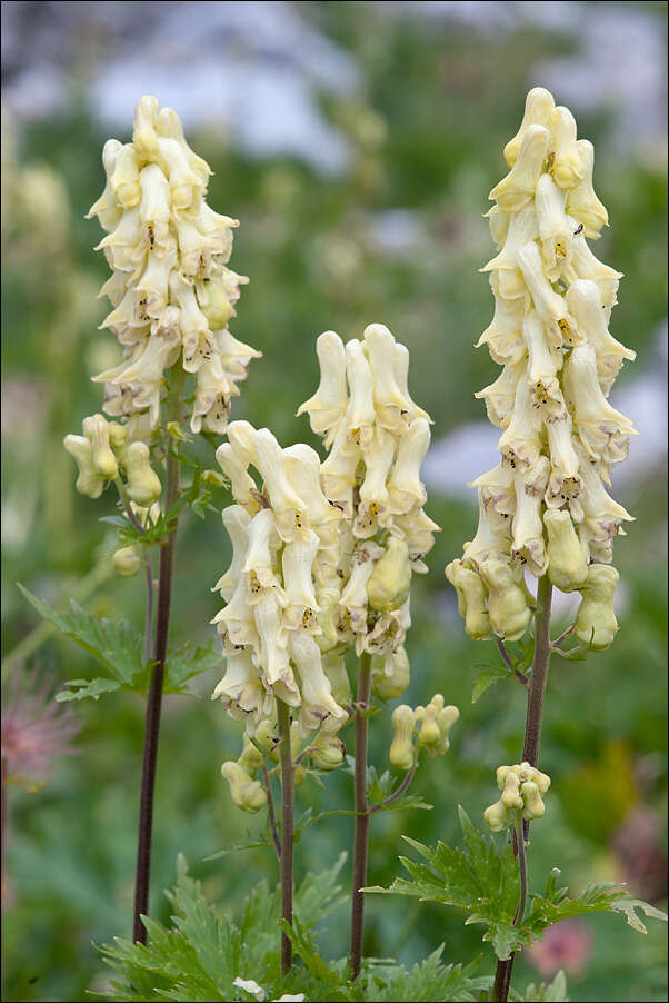 Imagem de Aconitum lycoctonum subsp. neapolitanum (Ten.) Nyman