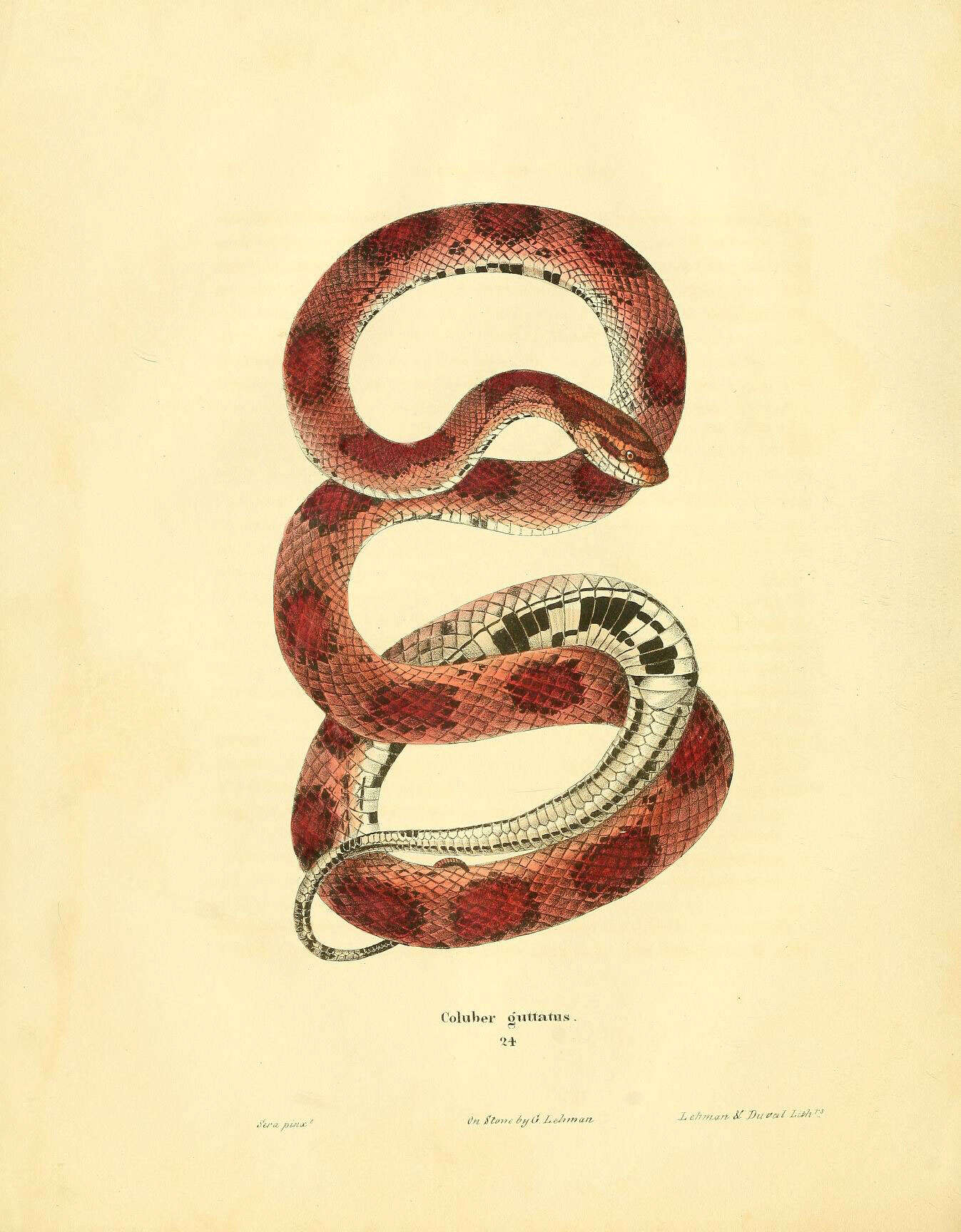 Imagem de Pantherophis Fitzinger 1843