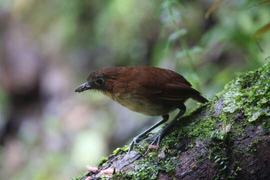 Image of Yellow-breasted Antpitta