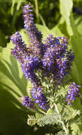 Image of false indigo