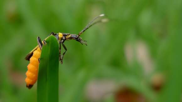 Imagem de Chauliognathus imperialis