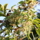 Sivun Clematis hedysarifolia DC. kuva