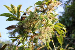 Image of Clematis hedysarifolia DC.