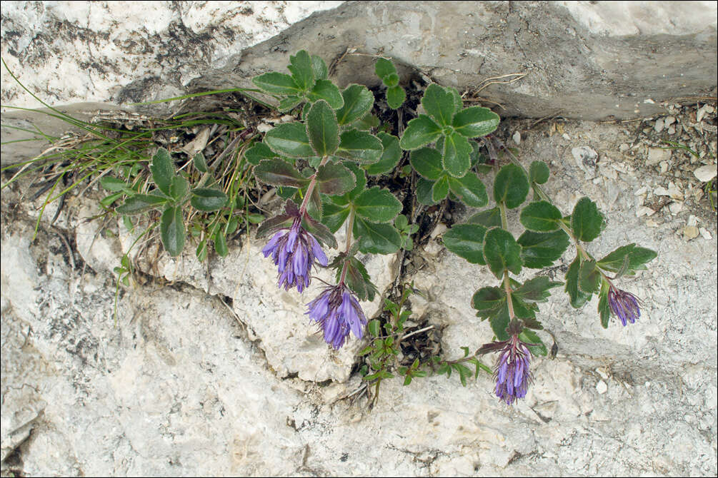 Image de Paederota bonarota (L.) L.