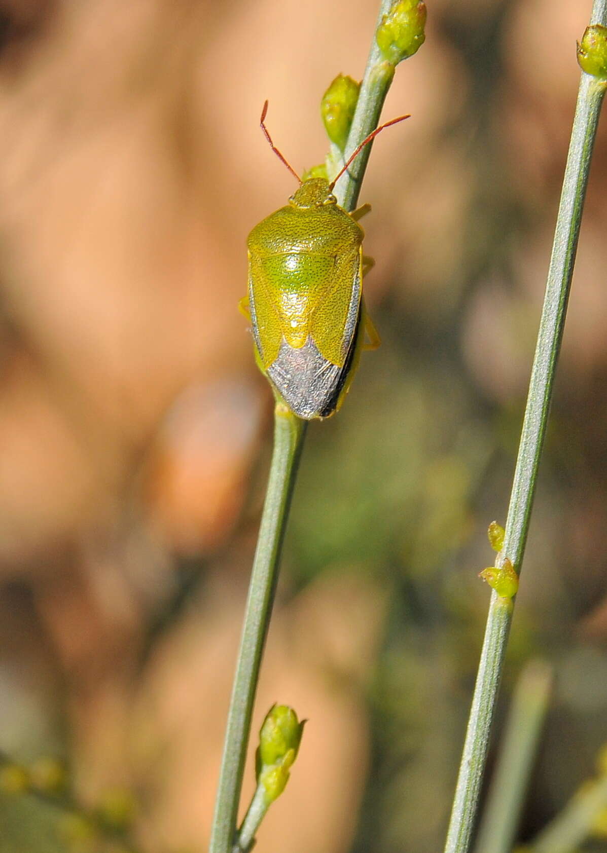 Image of Piezodorus