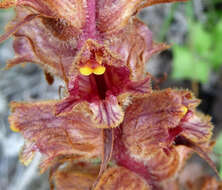 Image de Orobanche austrohispanica M. J. Y. Foley