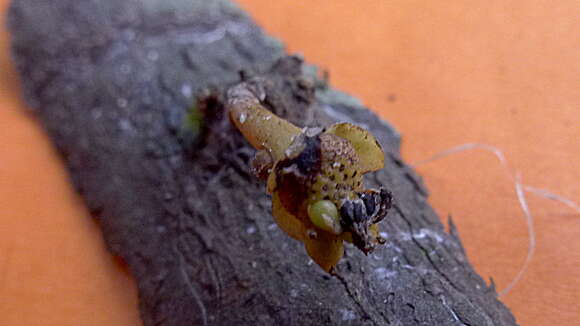 Image of Pseudoxandra