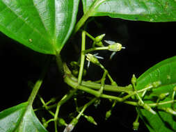 Image of Miconia neomicrantha W. S. Judd & J. D. Skean