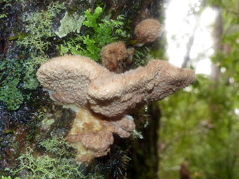 Image of Tyromyces pulcherrimus (Rodway) G. Cunn. 1965