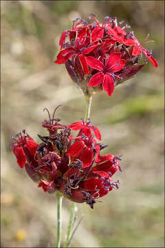 Image de Dianthus carthusianorum subsp. carthusianorum