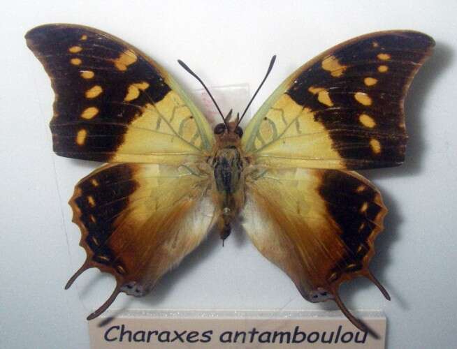 Image of Charaxes antamboulou Lucas 1872