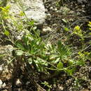 Image of Heller's Whitlow-Grass