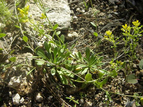 Image of Heller's Whitlow-Grass