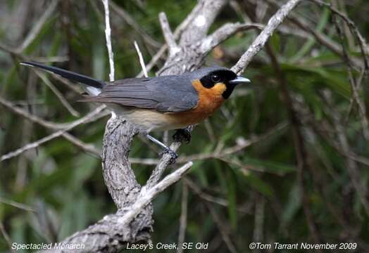 Image of Spectacled Monarch