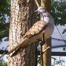 Image of Bar-shouldered Dove