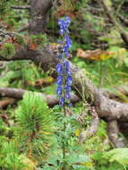 Image of Monkshood