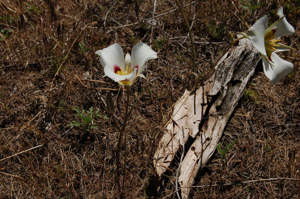 Image of mariposa lily