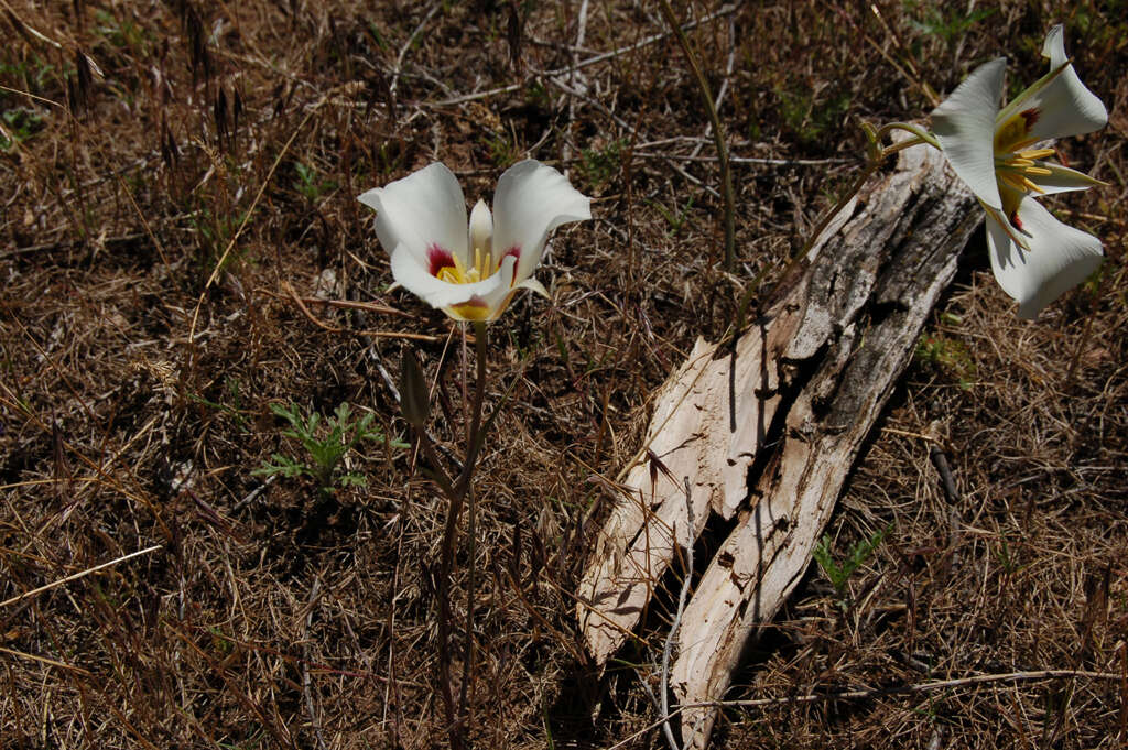 Image de Calochortus nuttallii Torr.