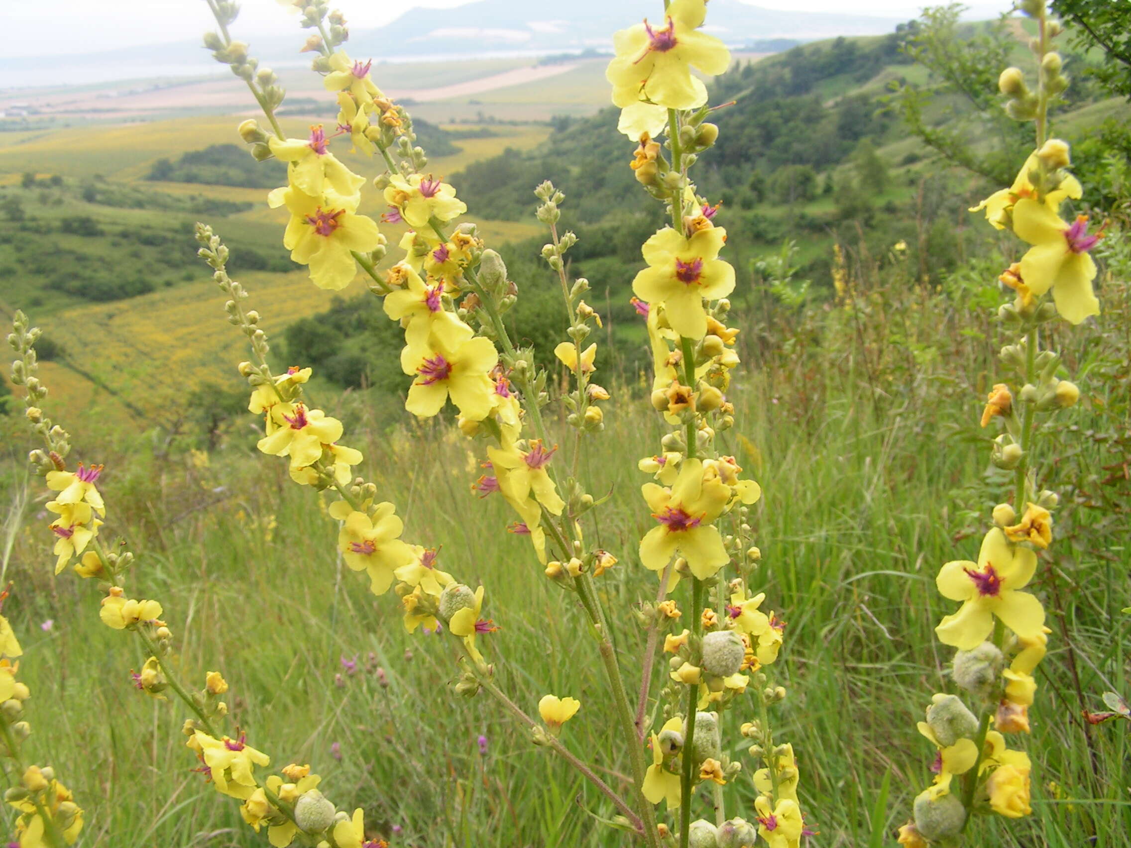 Image of moth mullein