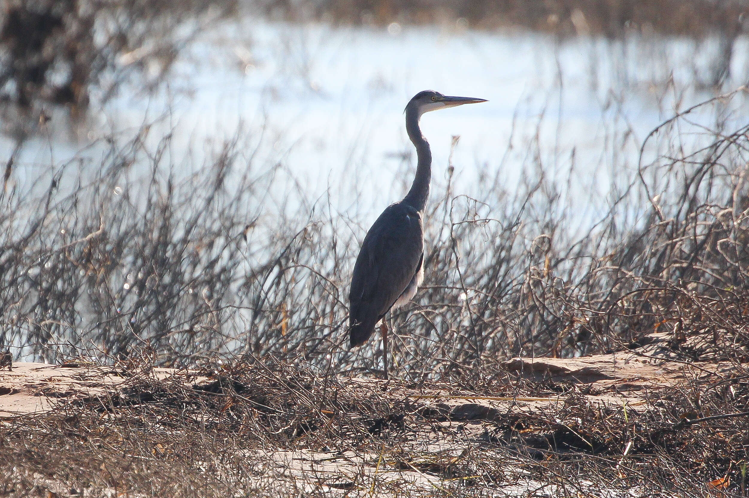 Image of Ardea Linnaeus 1758