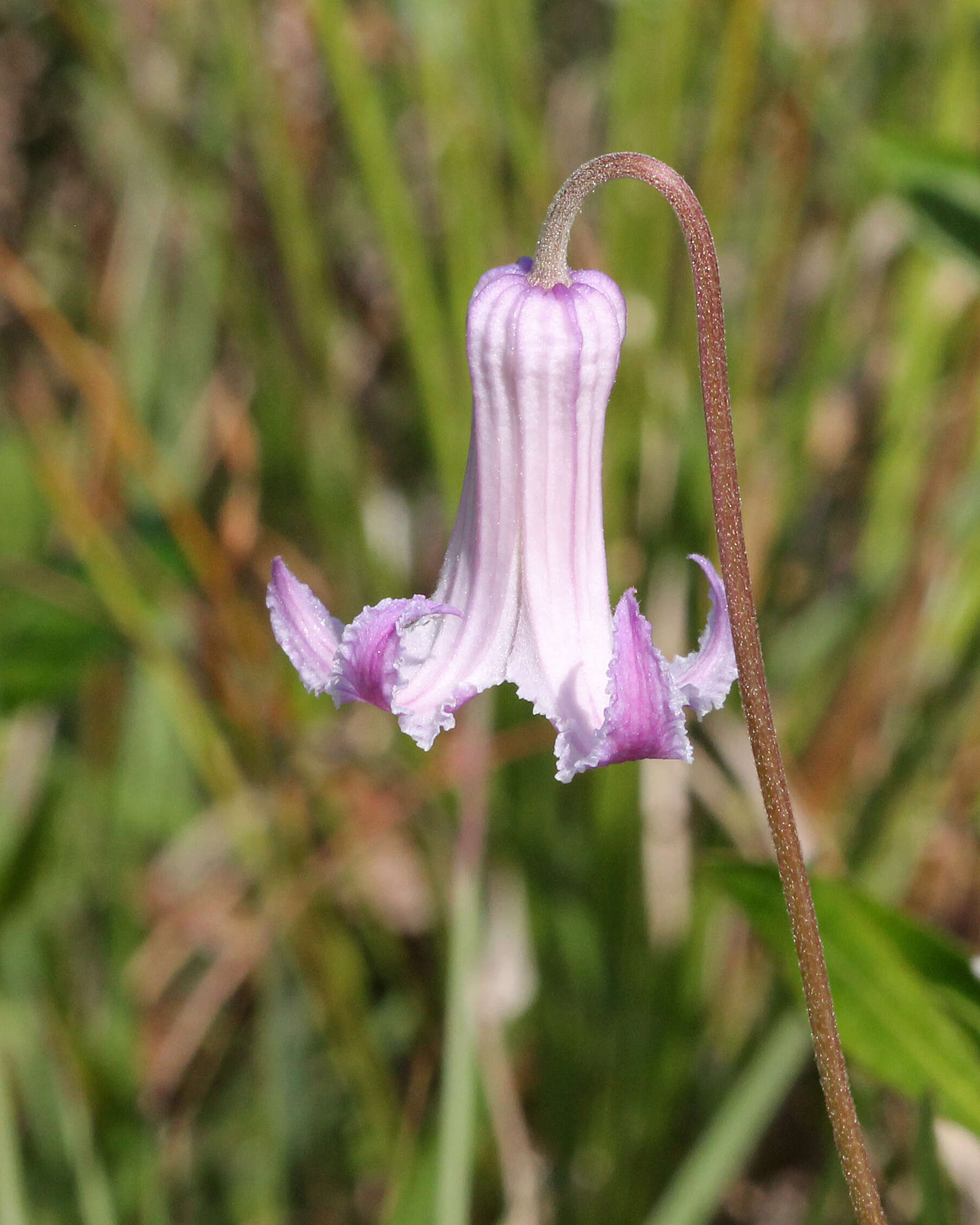 Image of Baldwin's Clematis