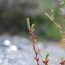 Image of Epacris graniticola Crowden