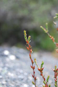 Image of Epacris graniticola Crowden