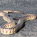 Image of Black-headed Python