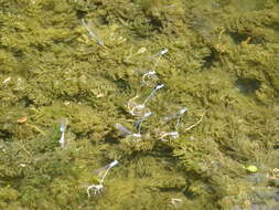 Image of Common Bluetail