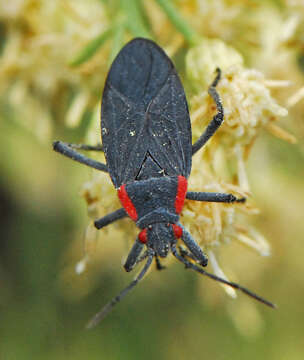 Image of Red-shouldered bug