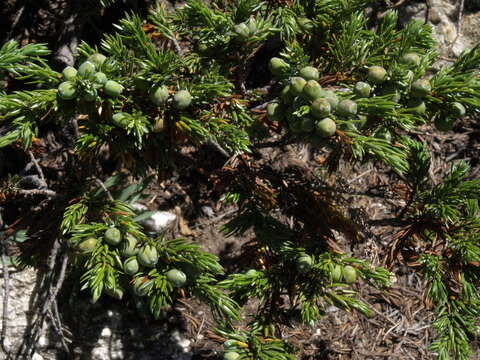 Imagem de Juniperus communis var. depressa Pursh