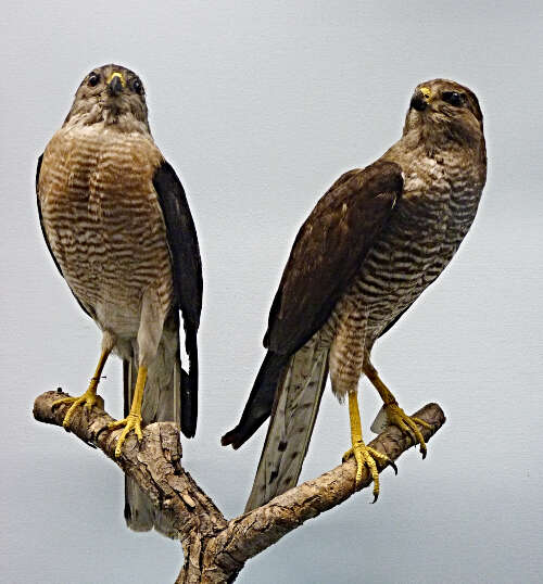 Image of Levant Sparrowhawk