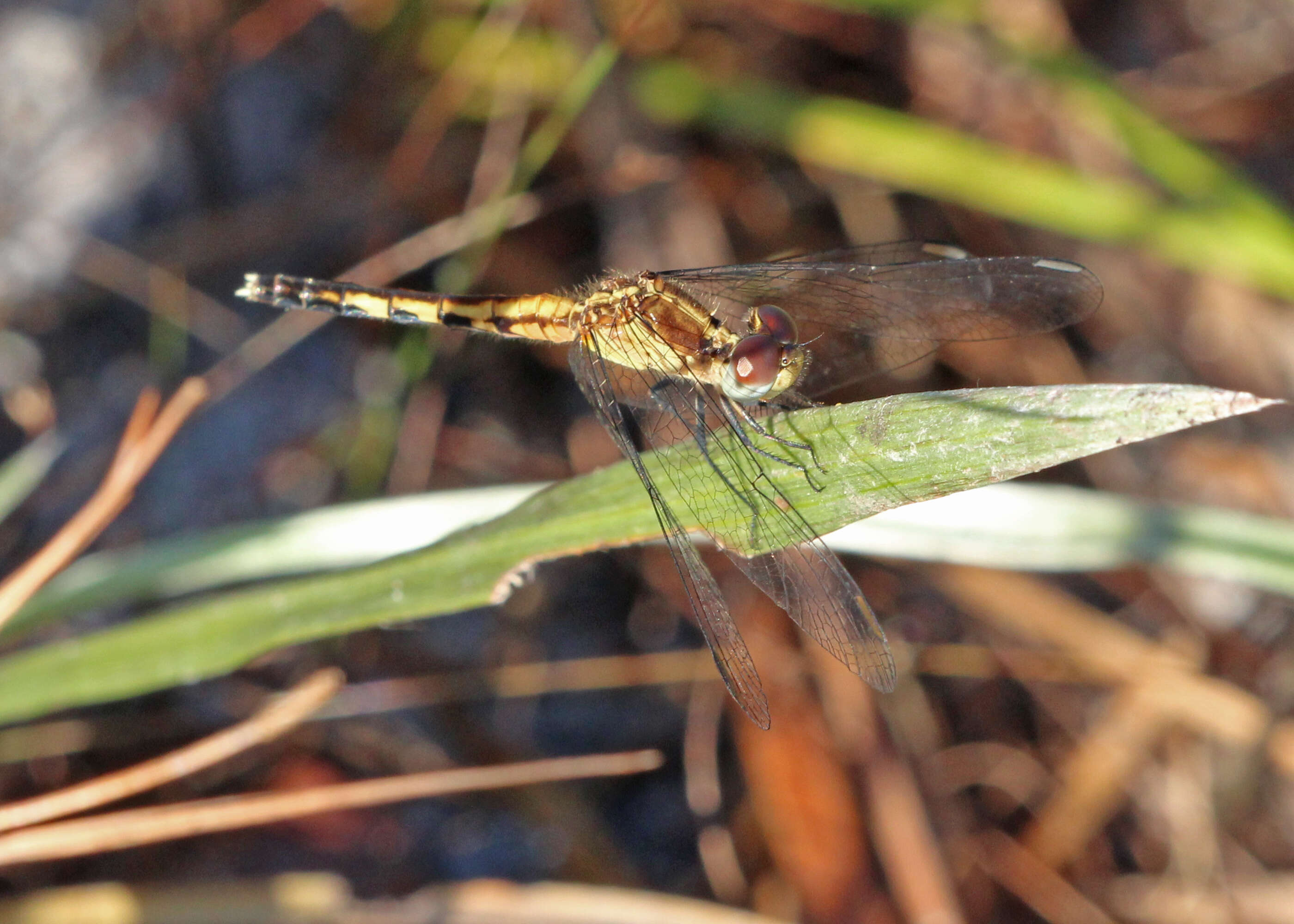 Image of Little Blue Dragonlet