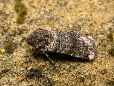 Image of Agrotis porphyricollis Guenée 1852