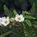 Слика од Chamaebatia australis (Brandeg.) Abrams