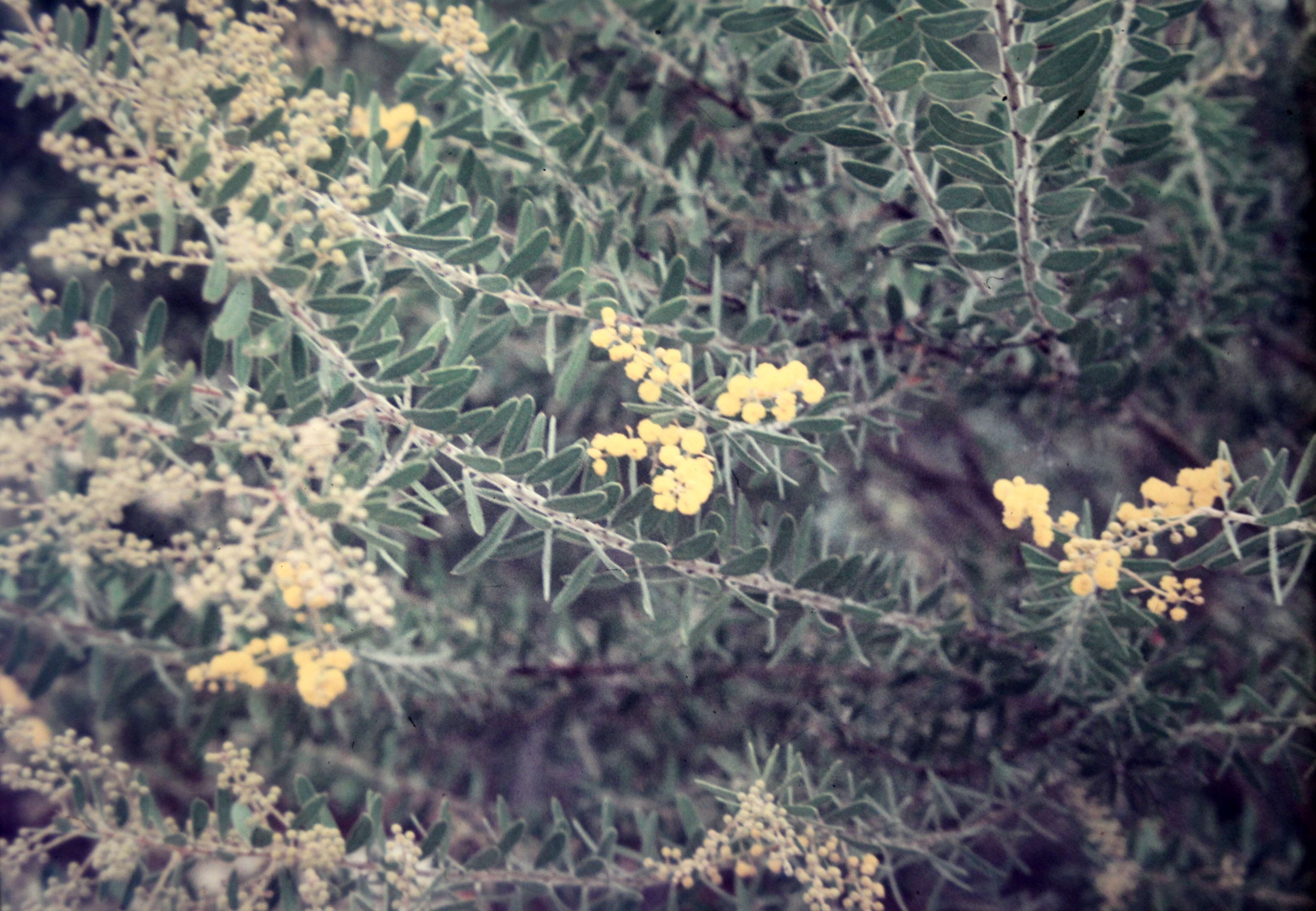 Image of Acacia uncifera Benth.