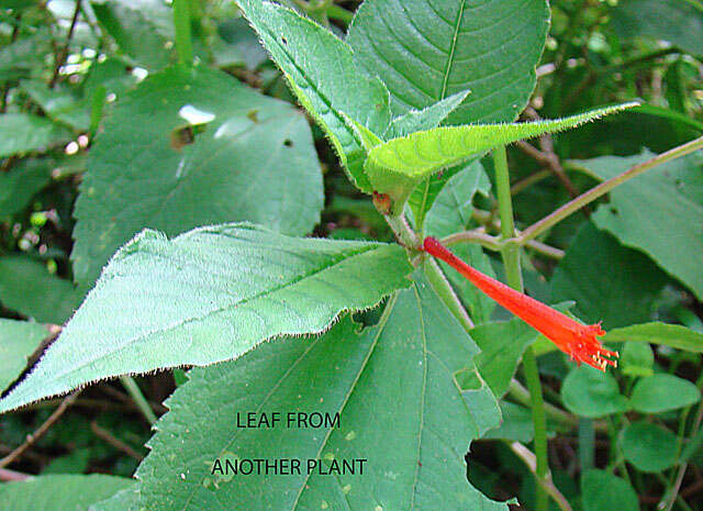 صورة Cuphea appendiculata Benth.