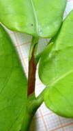 Image of Coccoloba ochreolata Wedd.