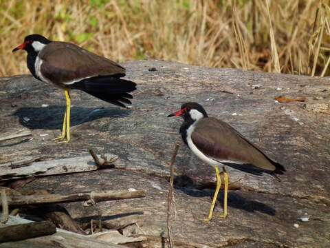 Image of Red-wattled Lapwing