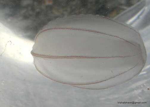 Image of comb jellies