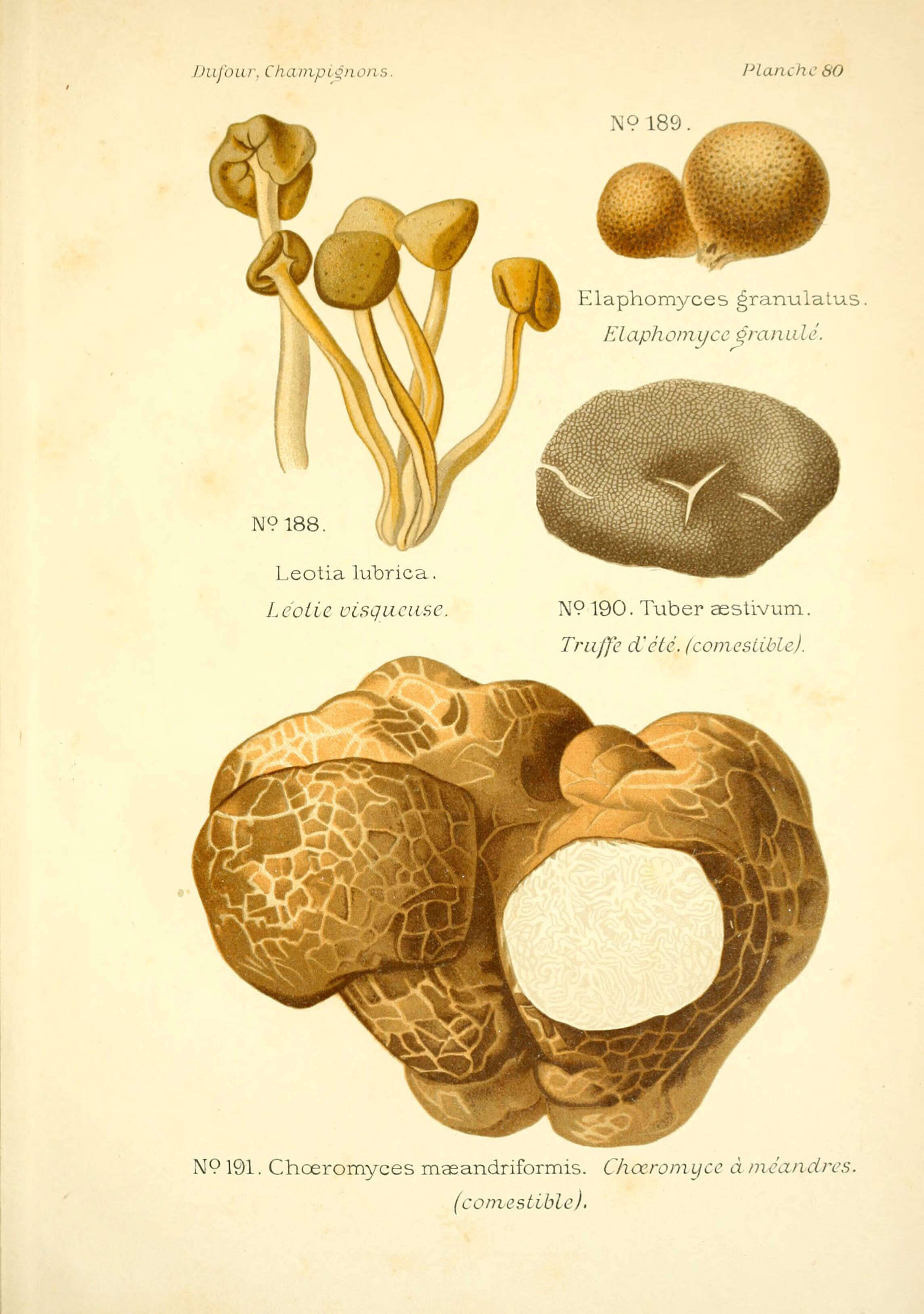 Image of Leotiaceae